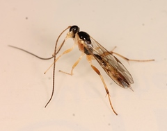 Astiphromma splenium