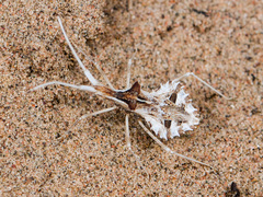 Cercinthus lehmannii