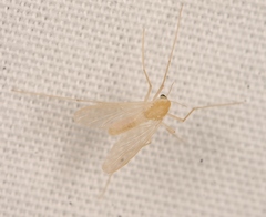 Conchapelopia melanops