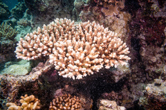 Zanclea