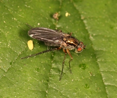 Dolichopus urbanus