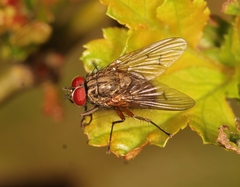 Helina impuncta