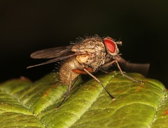 Helina impuncta