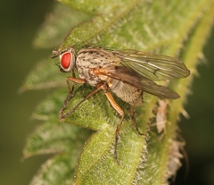 Helina impuncta