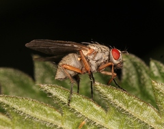 Helina impuncta
