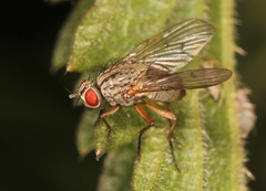 Helina impuncta