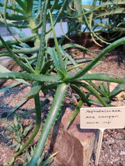 Aloe camperi