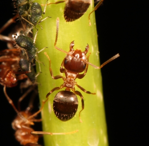 Lasius brunneus nuotrauka