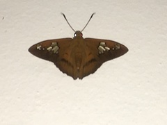 Nascus phocus