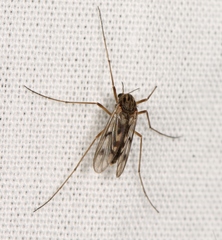 Macropelopia nebulosa