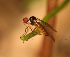 Oropezella sphenoptera