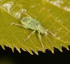 Polydrusus planifrons