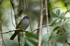 Arizelocichla nigriceps