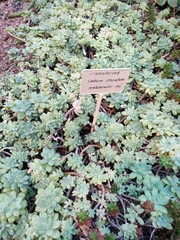 Sedum clavatum