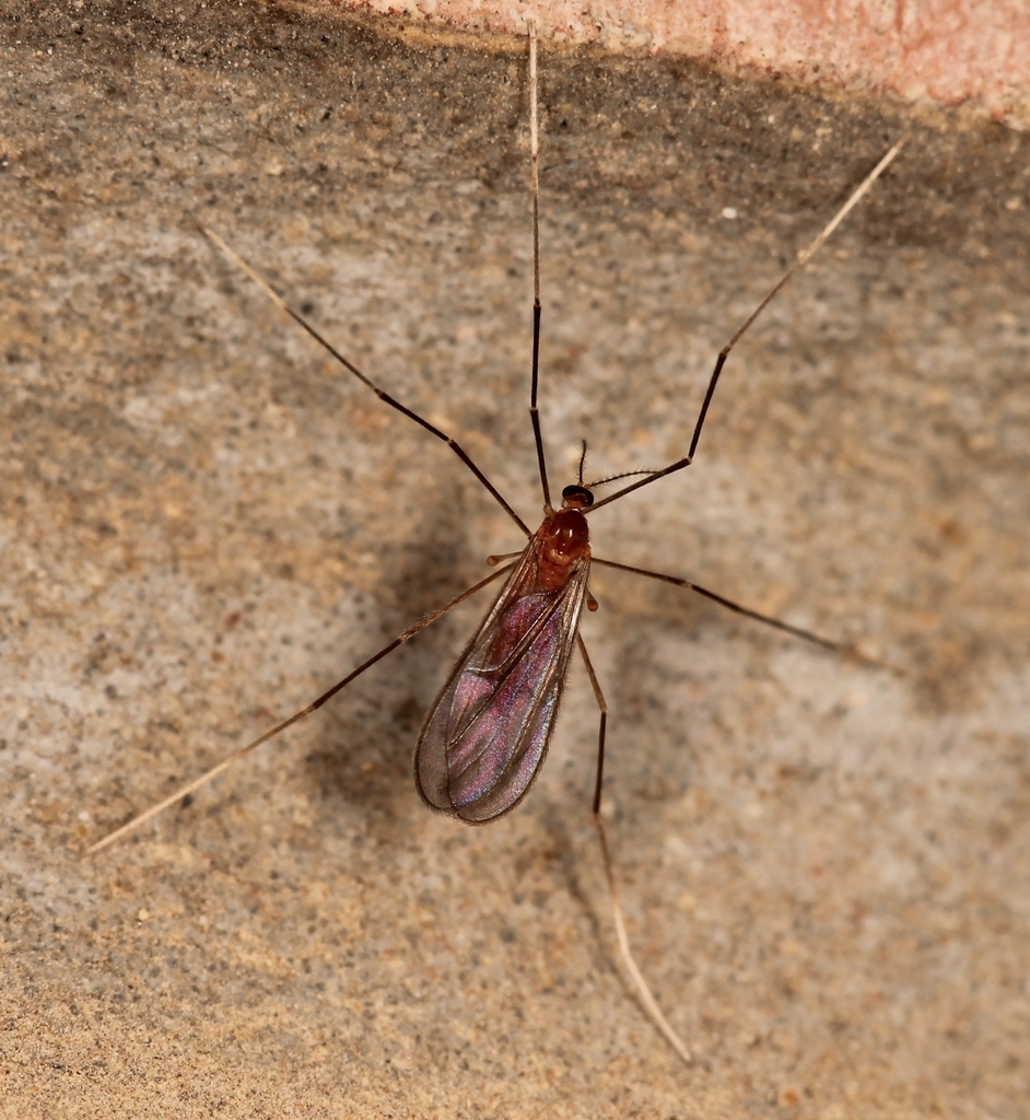 Porricondylini