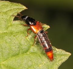 Quedius cruentus