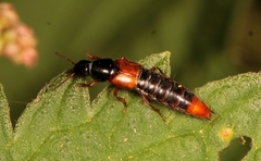 Quedius cruentus