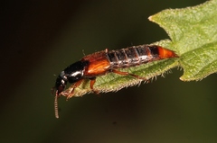 Quedius cruentus