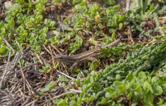 Ophisops elegans schlueteri