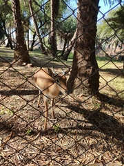 Tetracerus quadricornis
