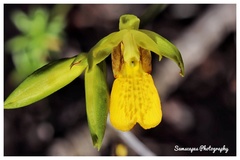 Orthochilus litoralis