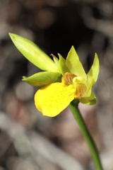 Orthochilus litoralis