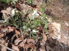 Viola chaerophylloides