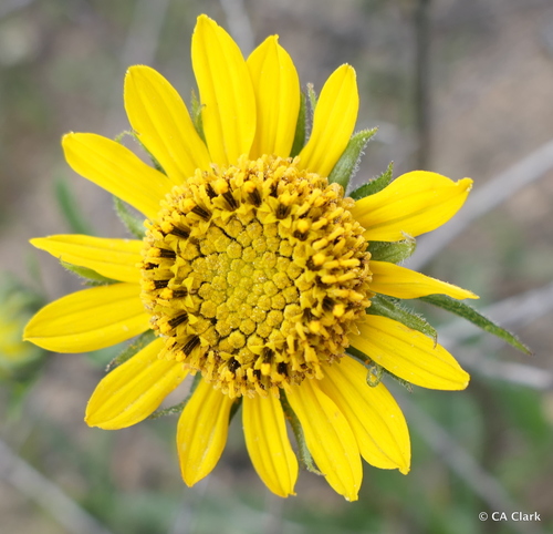 Chaparral Sunflower