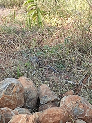 Funambulus pennantii