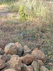 Funambulus pennantii