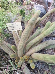 Cleistocactus winteri
