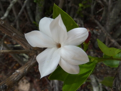 Jasminum glaucum