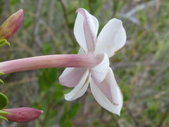 Jasminum glaucum