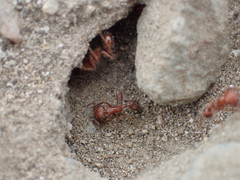 Pogonomyrmex californicus