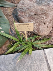 Sansevieria parva