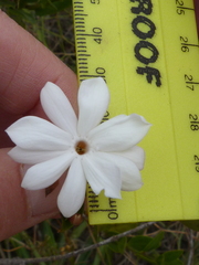 Jasminum glaucum