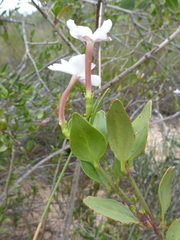 Jasminum glaucum
