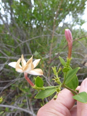 Jasminum glaucum