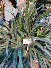 Gasteria maculata
