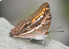 Adelpha alala