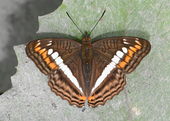 Adelpha alala