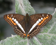 Adelpha alala