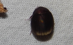 Trochalus