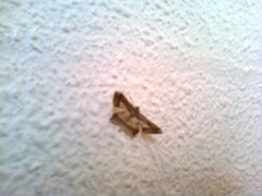 Krananda latimarginaria