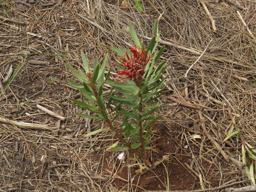 Leucospermum 'Spider' (Leucospermum formosum)