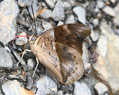 Archaeoprepona chromus