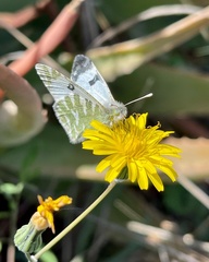 Euchloe grancanariensis