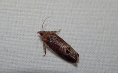 Cryptophlebia peltastica