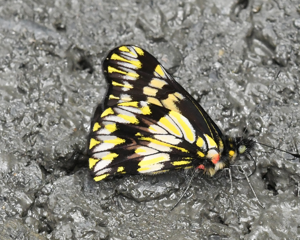 Catasticta collina
