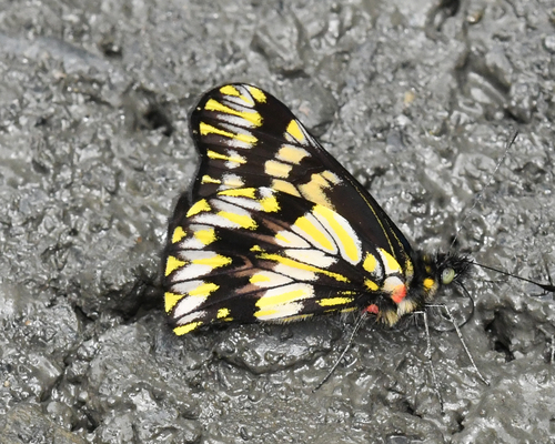 Catasticta collina